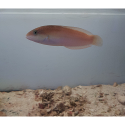 Halichoeres garnoti